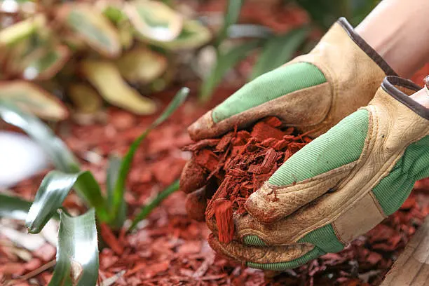 Mulching in Greenville, NC