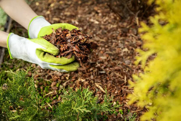 Quality Mulching in Greenville, NC