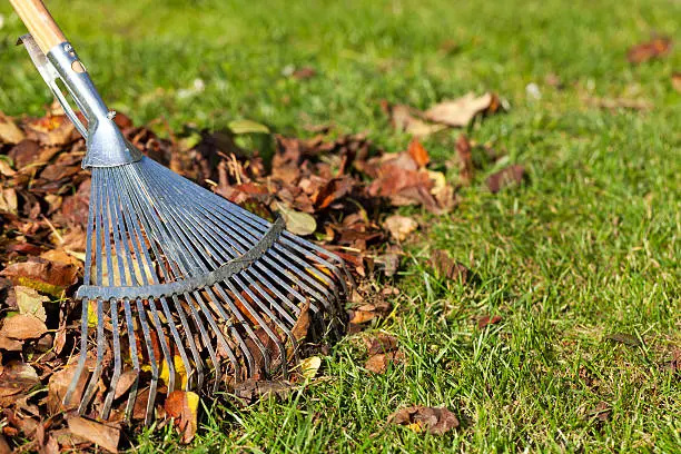 Yard Cleanup in Greenville, NC